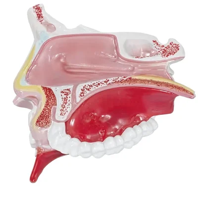 ConXport Life-Size Human Nasal Cavity Anatomical Model for ENT Medical Education & Lab Study with Sinus Details
