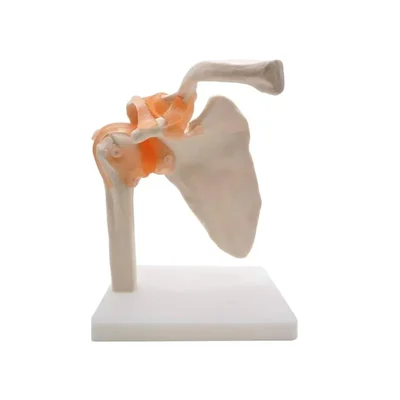 Labgo Life Size Joint Anatomical Shoulder Model Flexible Ligaments Educational Demonstrations S19