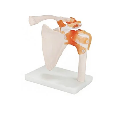 Labgo Life Size Shoulder Joint Anatomical Model Flexible Ligaments Educational Demonstrations