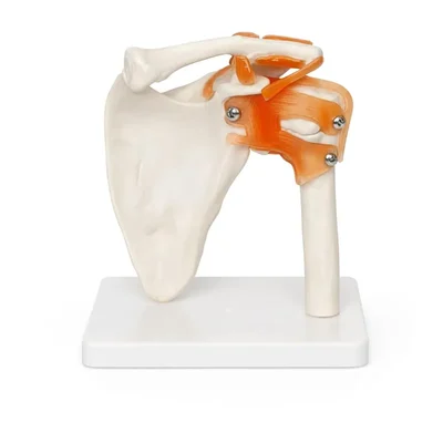 ConXport Flexible Life-Size Shoulder Joint Anatomical Model with Ligaments for Lab Education Orthopedic Training