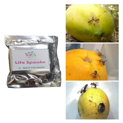 6 pcs of Made in India O-Mat Lure for Fruits Fly