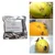 6 pcs of Made in India O-Mat Lure for Fruits Fly
