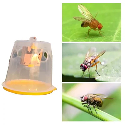 5 Pcs of Made in India Transparent Fly Trap Container