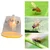 5 Pcs of Made in India Transparent Fly Trap Container