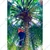 Stainless Steel Coconut Tree Climber With Harness 150 kg Weighting Capacity (Max) for Climbing Coconut Tree