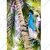 Stainless Steel Coconut Tree Climber With Harness 150 kg Weighting Capacity (Max) for Climbing Coconut Tree