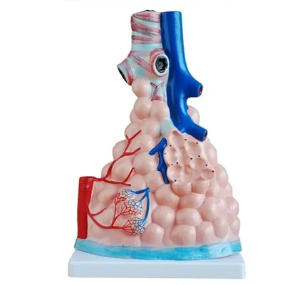ConXport Enlarged Human Lung Alveolus Model for Medical Education with Capillary Network