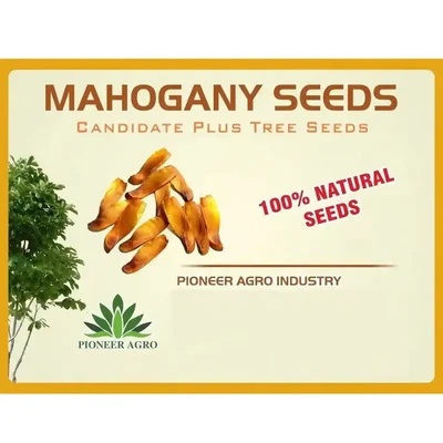 Pioneer Agro Mahogany Tree Seeds 100g Pack | High Germination Fresh Seeds | For Commercial Timber Farming, Plantation