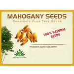 Pioneer Agro Mahogany Tree Seeds 100g Pack | High Germination Fresh Seeds | For Commercial Timber Farming, Plantation 