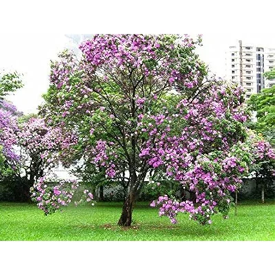 Pioneer Agro Bauhinia Purpurea Tree Seeds (Mandaram Tree) 100g Pack | For Home Gardens, Ornamental Landscaping