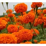 GEBDINSH Marigold Red | Organic Seeds | Home Gardening Vegetable Companion Planting (60-70Seeds/ Packet)