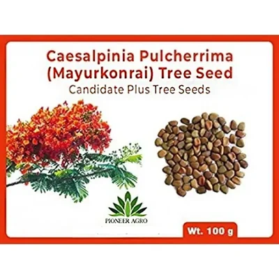 Pioneer Agro Caesalpinia Pulcherrima Tree Seeds 100g Pack For Home Garden Beautification, Ornamental Landscaping