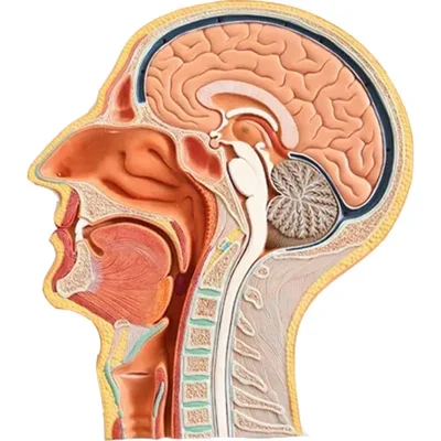 ConXport Median Sagittal Head Model for Medical Education ENT Brain & Cavity Anatomy Visualizer
