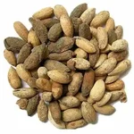Melia Dubia Tree Seed , Malabar neem Seed , Malai vembu Seeds- (1Kg)