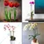 16 inch Metal Plant Stakes/Garden Plant Trellis for Stem Flower Plant Support(Pack of 5 Pcs)