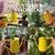 Metal Watering Can 1.5 Liter Yellow for Home Gardening