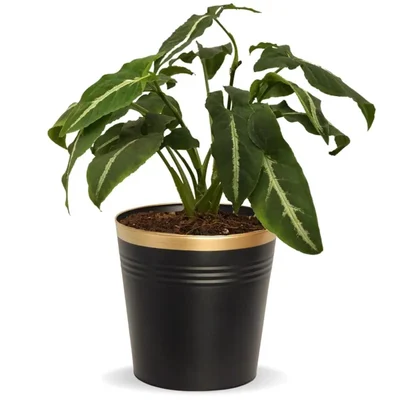 10 inches Golden Border Black Metal Planter Pot | Used for Home Decoration