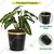10 inches Golden Border Black Metal Planter Pot | Used for Home Decoration