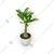 Grafted Adenium CR224 Flowering Plant With Pots, Drought-Tolerant Plants Used For Outdoor Planting