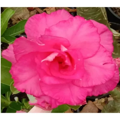 Grafted Adenium CR224 Flowering Plant With Pots, Drought-Tolerant Plants Used For Outdoor Planting