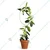 70 cm Tall Durable Metal Garden Stakes ZigZag, Ring, Arch & Squiggle Designs for Stylish Plant Support 