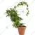 70 cm Tall Durable Metal Garden Stakes ZigZag, Ring, Arch & Squiggle Designs for Stylish Plant Support 