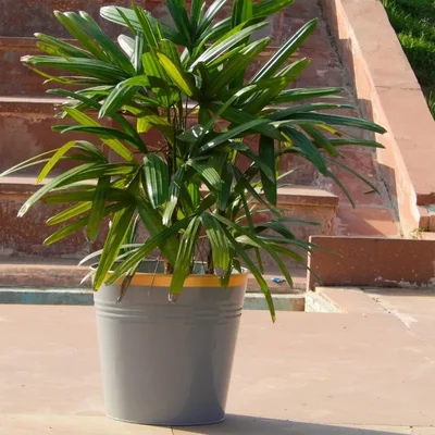 Ecofynd 10 inches Golden Border Grey Metal Planter Pot | Used for Home Decoration