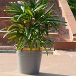 Ecofynd 10 inches Golden Border Grey Metal Planter Pot | Used for Home Decoration