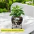 Ecofynd Lio Black Metal Planter Pot with Gold Stand | Modern Style Planter Set for Indoor Outdoor Home Decor 