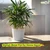 Ecofynd 10 inches Golden Border White Metal Planter Pot | Used for Home Decoration