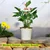Ecofynd 10 inches Golden Border White Metal Planter Pot | Used for Home Decoration