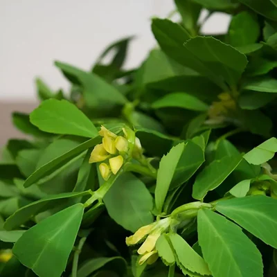 GEBDINSH High Germination Organic Methi Fenugreek Seeds for Home Kitchen and Balcony Gardening