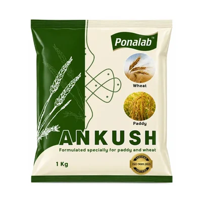 ANKUSH (1 kg) Specialized Microbial Biofertilizer Powder for Paddy and Wheat Cultivation Natural Nitrogen Fixer