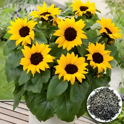 GEBDINSH Miniature Dwarf Sunflower Seeds For Home, Balcony, and Terrace Container Gardening (60-70Seeds/ Packet)