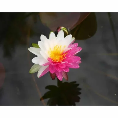 GEBDINSH Mixed Red & White Water Lily Lotus Seeds for Home, Garden Pond & Container Mud Cultivation