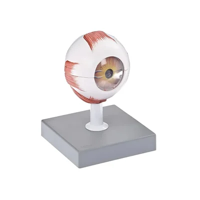Reliant Lab Model of Eye for Medical Student Training