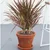 Golden Philodendron & Dracaena Colorama Plants Combo Pack With Pots Used For Both Indoor & Outdoor Planting