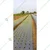 Siddhi 25 micron Silver and Black Mulching Sheet with Hole for Onion/Garlic Farming (Size : 4 feet x 400 meter)