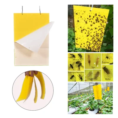 3 pcs Multi Layered Insect Sticky Trap of 3 mm Thickness and Size 30 x 20 cm