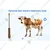 Dehorner Non-Electric Veterinary Tools For Destroying Horn Cell With Stainless Steel Rod Brass Tip Wooden Handle || Pack of 1 Pc