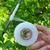 Ecofynd PTAPE-300 1 inch x 300meter Grafting Stretchable Tape for Nursery and Garden for Fruit, Floral, Tree and Plants 