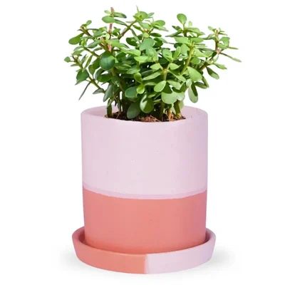 Ecofynd Orange & White Ceramic Plant Pots - 1 Pot | Used for Home and Garden Decor