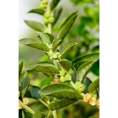 GEBDINSH Organic Ashwagandha Seeds 30-40 Pcs With High Germination for Home Gardening