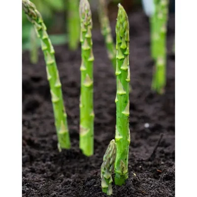 GEBDINSH GARDEN Organic Asparagus Seeds 30-40 Pcs With High Germination Non-GMO Home Gardening