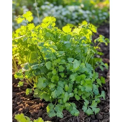 GEBDINSH Coriander Cilantro Leisure Herb Seeds for Home Gardening, Terrace