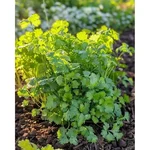 GEBDINSH Coriander Cilantro Leisure Herb Seeds for Home Gardening, Terrace
