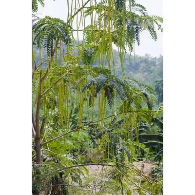 GEBDINSH GARDEN Organic Drumstick Seeds 30-40 Pcs with High Germination for Home Gardening