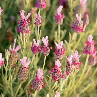 GEBDINSH GARDEN Organic Elegance Pink Lavender Seeds 30-40 Pcs for Home and Balcony Gardening