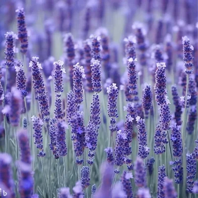 GEBDINSH GARDEN Organic Elegance Purple Lavender Seeds 30-40 Pcs With High Germination for Home Gardening