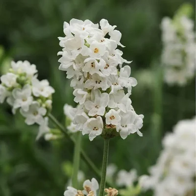 GEBDINSH GARDEN Organic Elegance Snow Lavender Seeds 30-40 Pcs With High Germination for Home Gardening